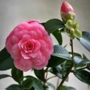 Camellia - îngrijire la domiciliu