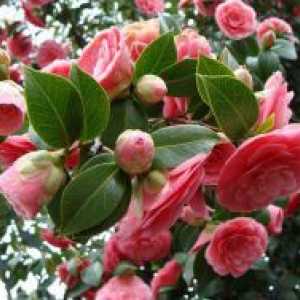 Camellia - cultivarea și îngrijirea