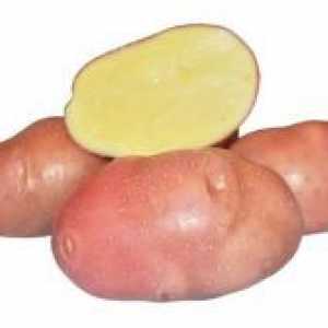 Cartofi „Bellarosa“ - descrierea soiului