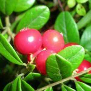 Cranberry - proprietăți utile