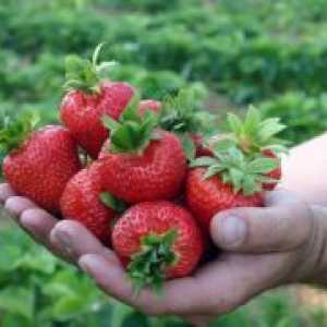 Strawberry „Regina Elisabeta“