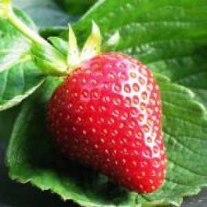 Căpșunile „marmeladă“ - descrierea soiului