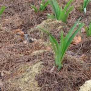 Cand transplantat daylilies?