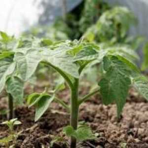 Când plantarea răsadurilor de tomate?