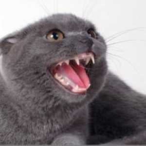 Atunci când pisicile se schimbă dinții?
