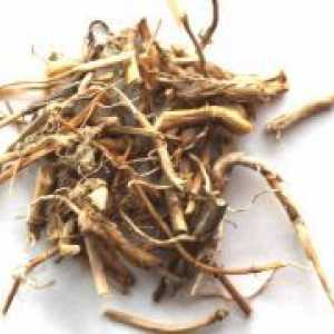 Rădăcina wheatgrass - proprietăți medicinale și contraindicații