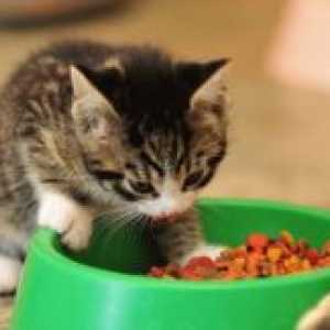 Hrana pentru pisici premium - evaluare