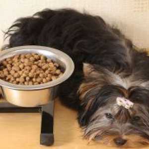 Hrana pentru câini de rasă mică