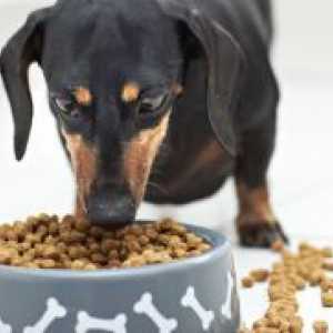 Hrană pentru câini Premium: Evaluare