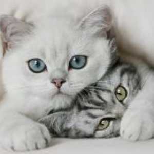 Rase de pisici cu blana scurtă