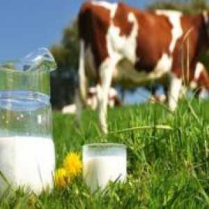 Laptele de vaca - beneficiile si dauneaza