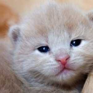 Kitten strănut și ochii umezi