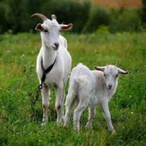 Lapte de capră în timpul alăptării