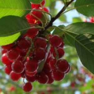 Cherry Red - avantaje și prejudicii
