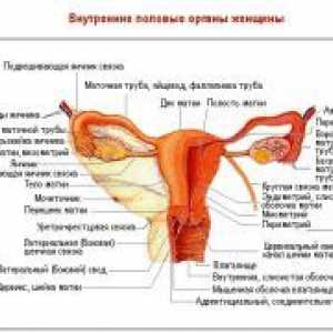 Ligamentul rotund al uterului