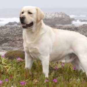 Labrador Retriever - Descriere rasa