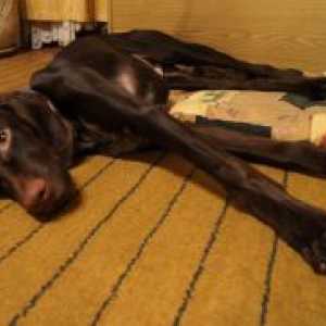 Leptospiroza la câini - simptome și tratament