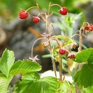 Strawberry Forest - proprietăți utile și contraindicații