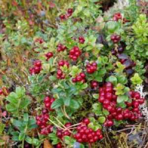 Frunze de lingonberry - proprietăți utile și contraindicații