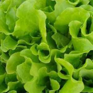 Salata verde - beneficii