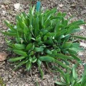 Nutans Allium - proprietăți utile