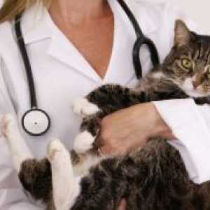 Mastita la pisici - Tratamentul