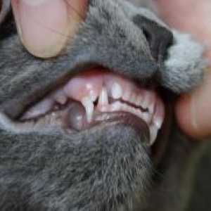 Schimbarea dacă dinții pisicile?