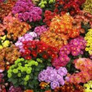 Grădină pe termen lung Chrysanthemum - soi