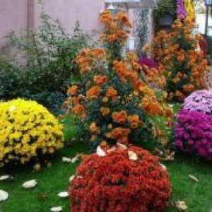 Pe termen lung crizantema grădină