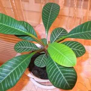 Euphorbia: îngrijire la domiciliu