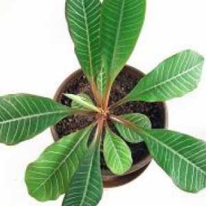 Euphorbia: Asistență