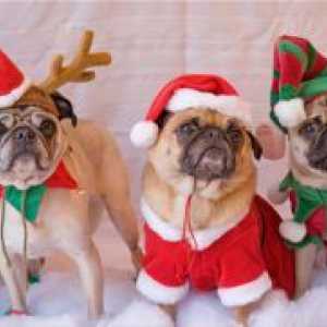 Costume de Crăciun pentru câini