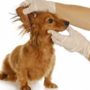 Otita la câini - simptome și tratament