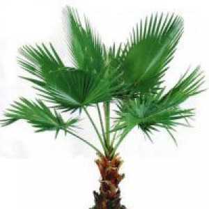 Palm copac într-o oală