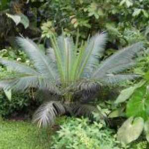 Washingtonia de palmier