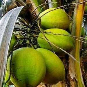 Ulei de palmier, compoziția, beneficiile și prejudicii de ulei de palmier