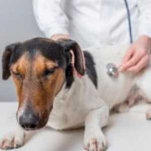 Pancreatita la câini - simptome și tratament
