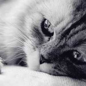 Panleucemiei la pisici - Simptome