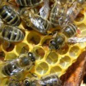 Bee Podmore în medicina populară