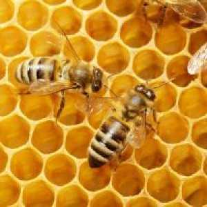 Ceara de albine - aplicatie