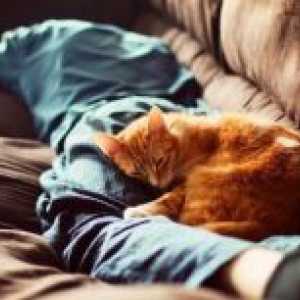 De ce pisicile dorm pe om?