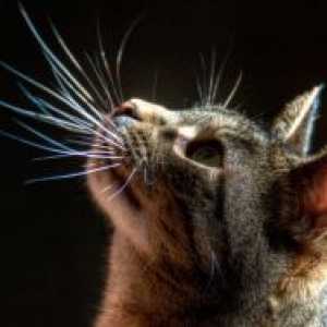 De ce pisicile cad mustață?