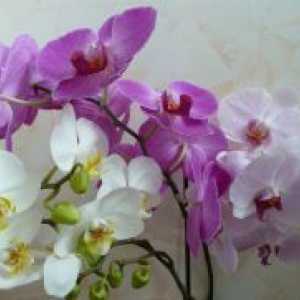 De ce muguri de orhidee ofili?