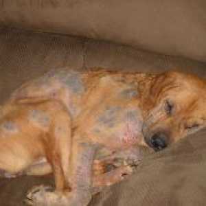Acarienii subcutanată la câini - simptome și tratament