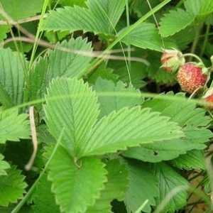 Strawberry Field - proprietăți utile și contraindicații
