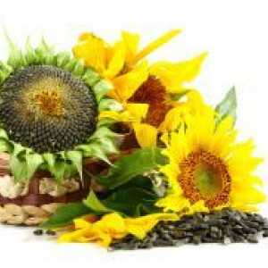 Utilizarea semințelor de floarea soarelui