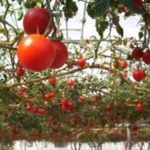 Soiuri populare de tomate pentru sere