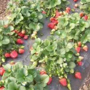 Plantarea de căpșuni pe agrovoloknom