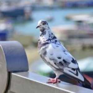 Conectați-vă: porumbel a zburat în apartament