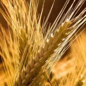 Crupele de grâu - avantaje și prejudicii